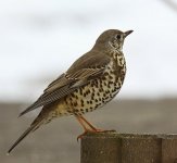 Turdus_viscivorus_-Netherlands-8.jpg