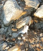 IMG_20241106_171254.jpg