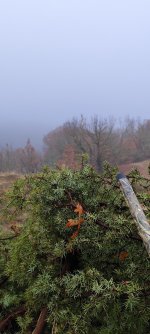 IMG_20250124_214445.jpg