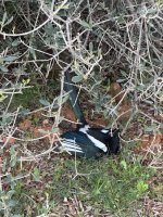 IMG_2736.jpeg