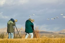 bird-watching.jpg