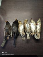 IMG_20250301_084328.jpg