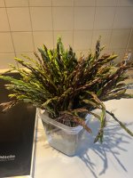 IMG_3112.jpeg