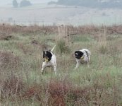 IMG_20250408_164204.jpg