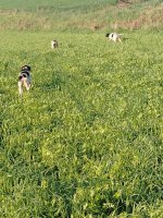 IMG_20250412_074725.jpg