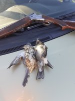 IMG_6639.jpeg