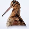 Papabill