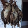 Scolopax
