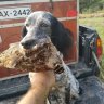 Mitsos setter