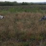 Nikos Setter-Pointer