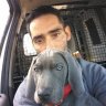 Weimaraner
